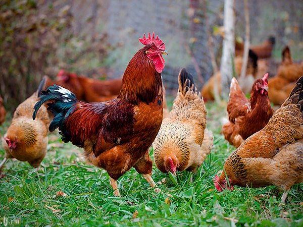 Породы куриц | ЗооТом - продажа, вязка и услуги для животных в Гаврилов-Яме