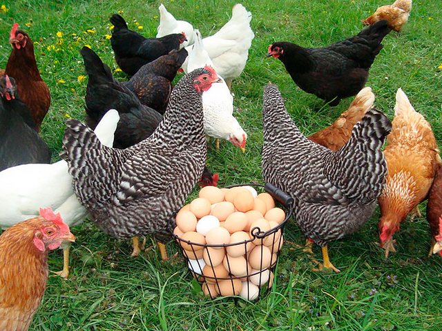Содержание кур и уход за ними | ЗооТом - продажа, вязка и услуги для животных в Гаврилов-Яме