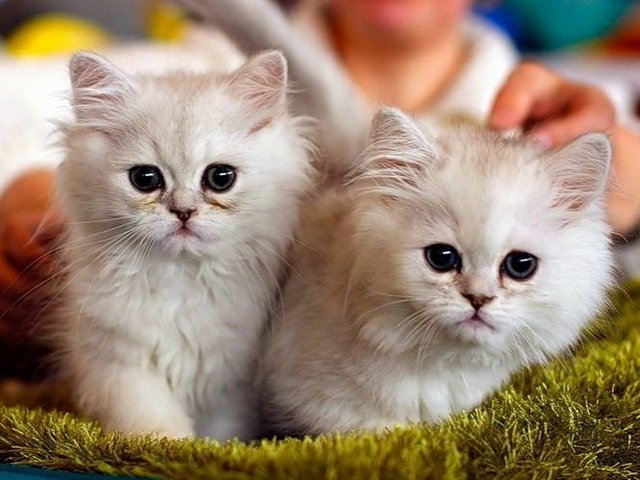 Породы кошек в Гаврилов-Яме | ЗооТом портал о животных
