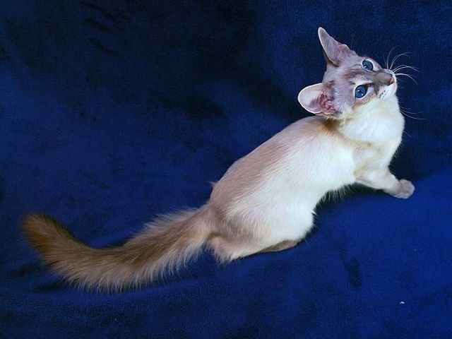 Выведенные породы кошек в Гаврилов-Яме | ЗооТом портал о животных