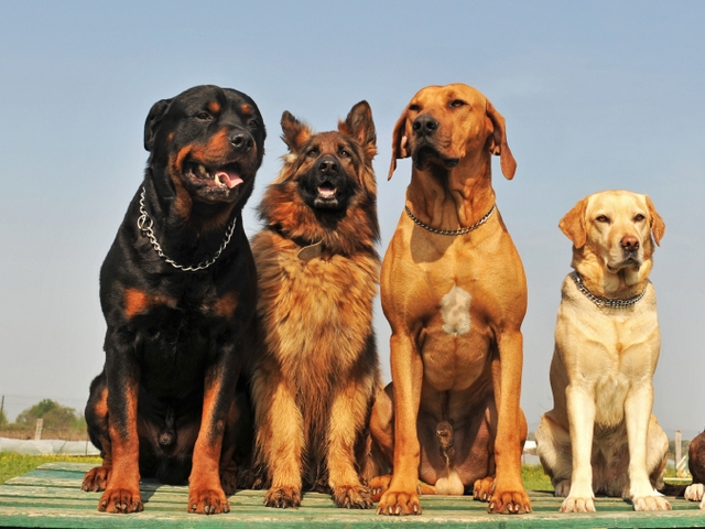 Крупные породы собак в Гаврилов-Яме | ЗооТом портал о животных