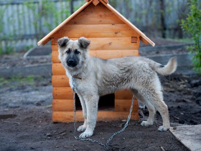 Все о собаках в Гаврилов-Яме